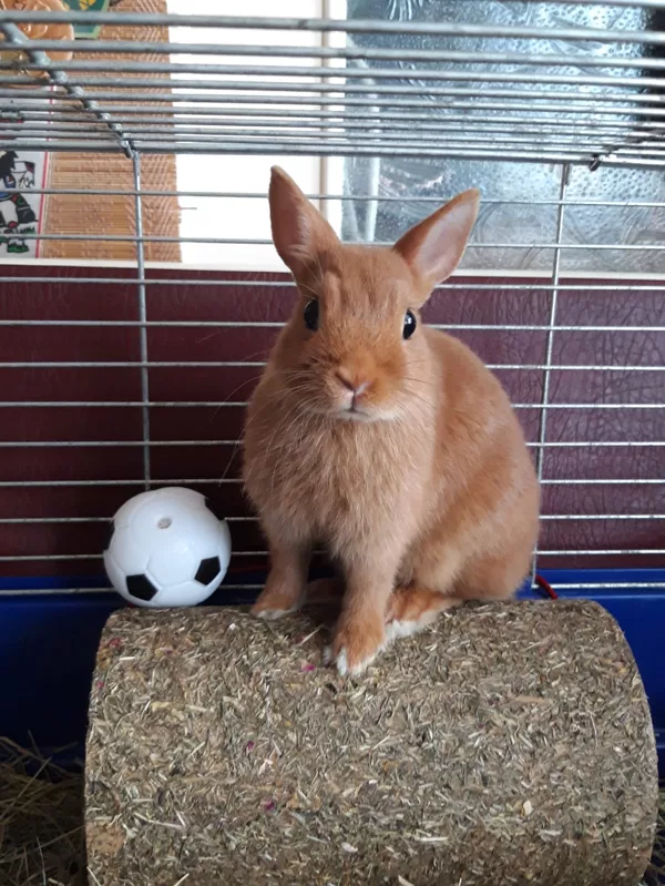 32